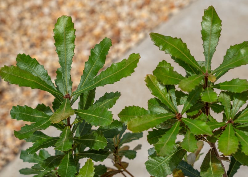 コースト バンクシア | mana's farm:塊根植物・アガベ・ドライガーデン