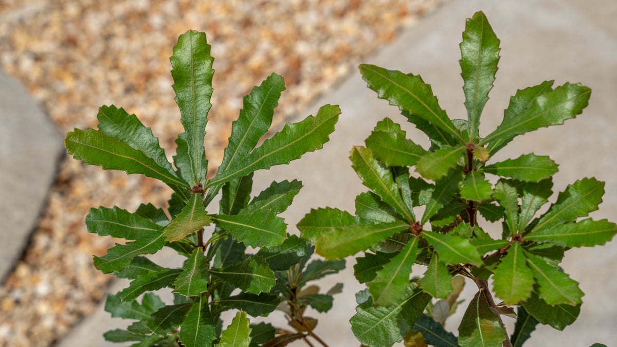 コースト バンクシア | mana's farm:塊根植物・アガベ・ドライガーデン