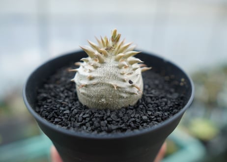 パキポディウム　恵比寿大黒　Pachypodium Densicaule　No.8
