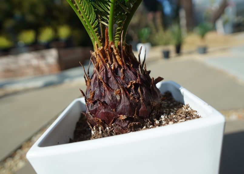 ソテツ約40cm　 子株付き 楽天市場】蘇鉄 (ソテツ) 40cm Good Style 苗 観葉植物 : 苗木部