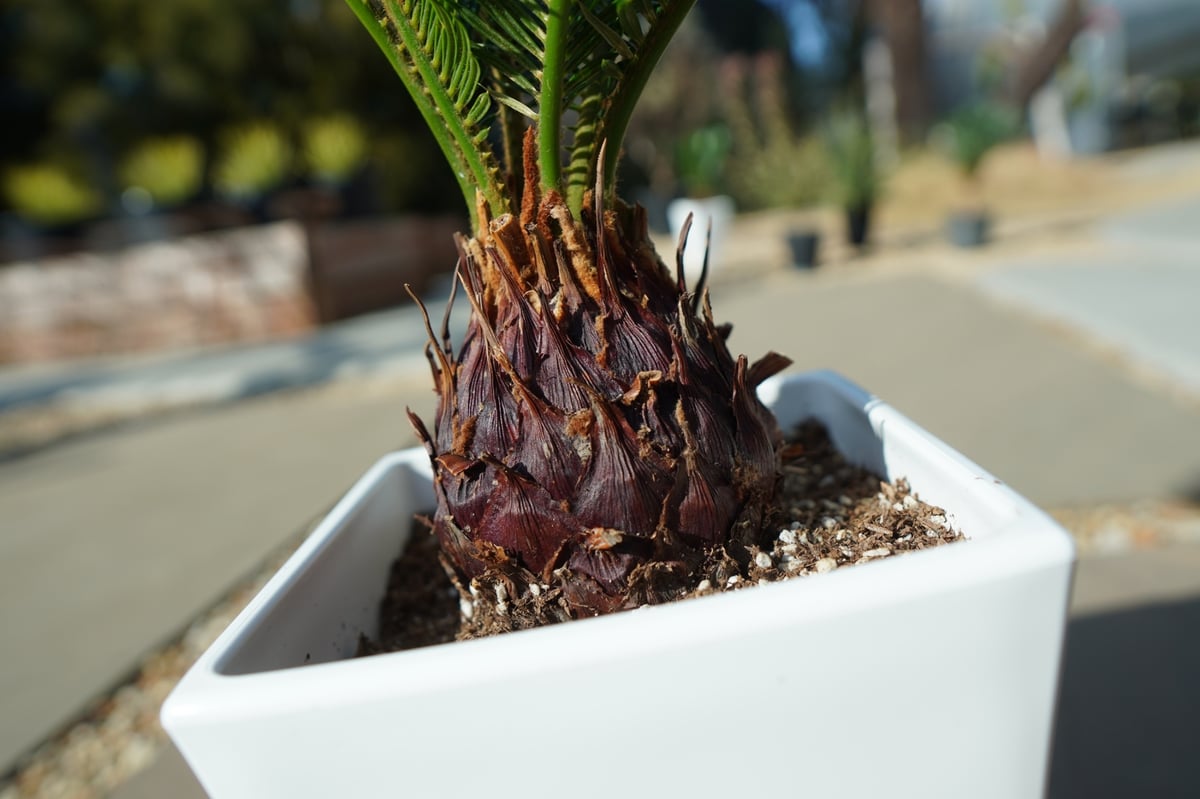 黄金ソテツ　蘇鉄　ソテツ　塊根　コーデックス　アガベ　サボテン　多肉植物 黄金ソテツ 蘇鉄 ソテツ 塊根 コーデックス アガベ サボテン 多肉植物