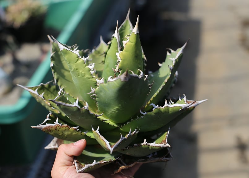 野火　アガベ　チタノタ　オテロイ アガベ チタノタ オテロイ | mana's farm:塊根植物・アガベ