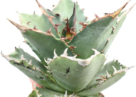 Agave titanota FO-76 compacta dwarf  no.４