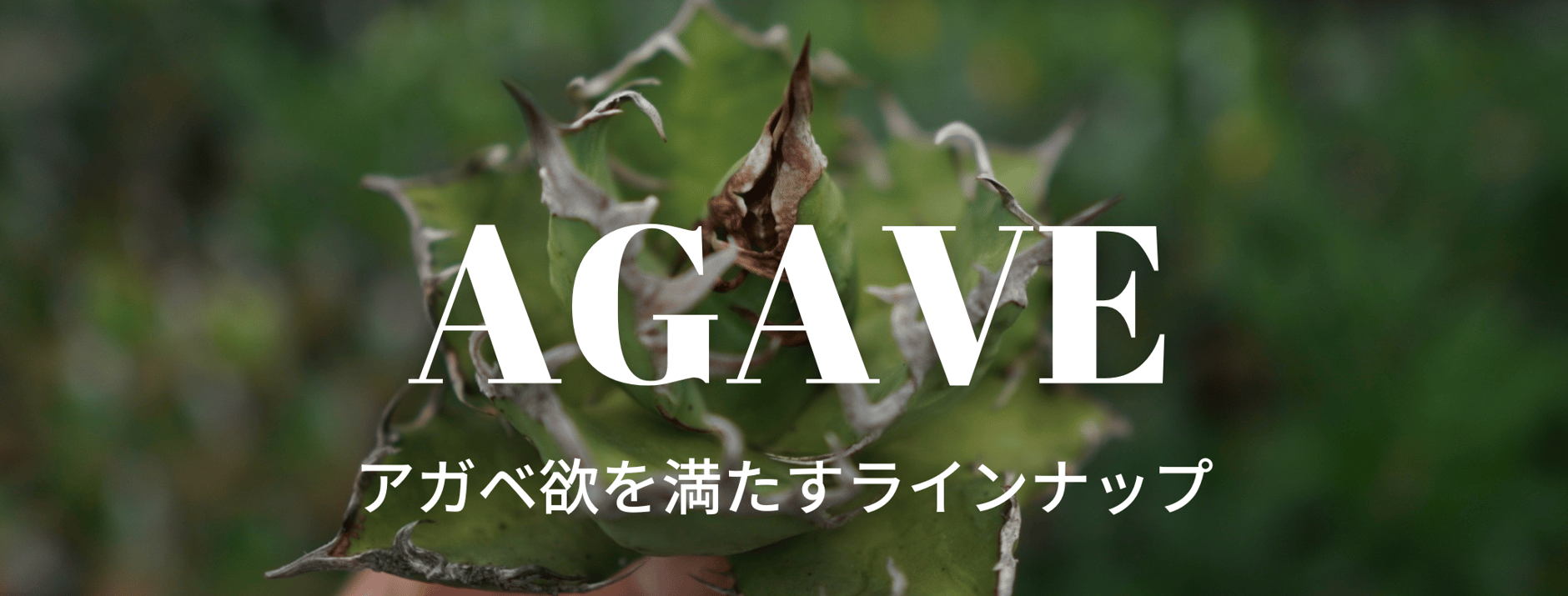 mana's green:塊根植物販売|マナズグリーン mana's green:塊根植物販売|マナズグリーン