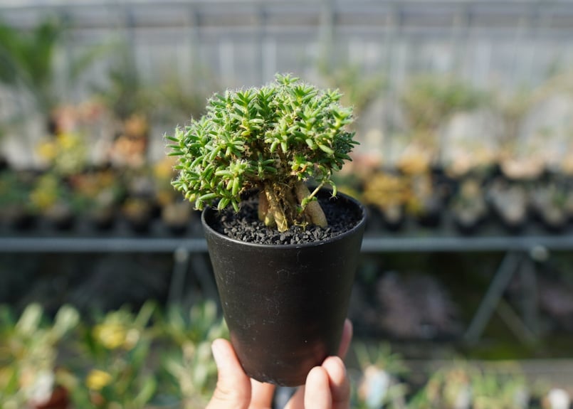 トリコディアデマ ステラツム Trichodiadema stellatum | mana's