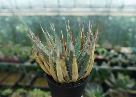 アガベ　ユタエンシス　Agave uthaensis　No.9