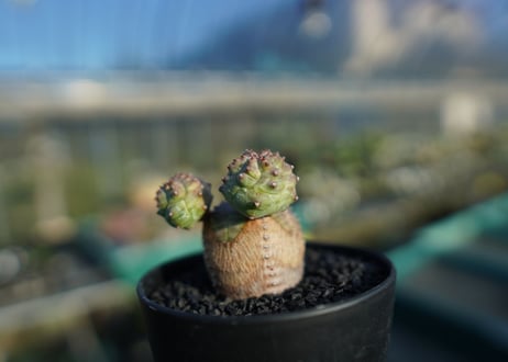 ユーフォルビア　オベサブロー　Euphorbia ObesaBlow
