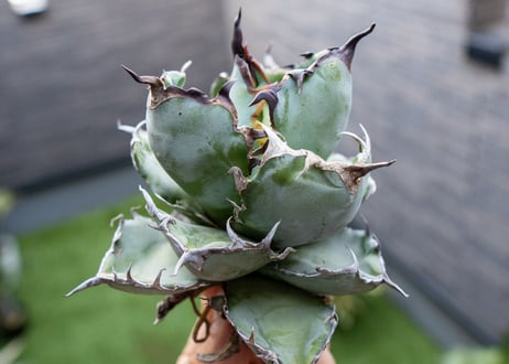 Agave B&B  №3