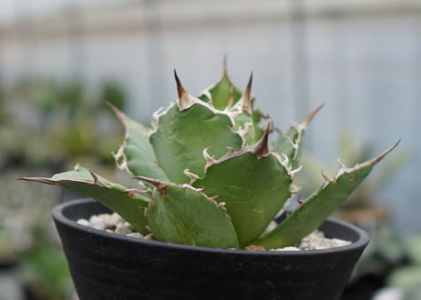 agave titanota 白鯨