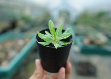 パキポディウム　恵比寿笑い　Pachypodium brevicaule　No.3