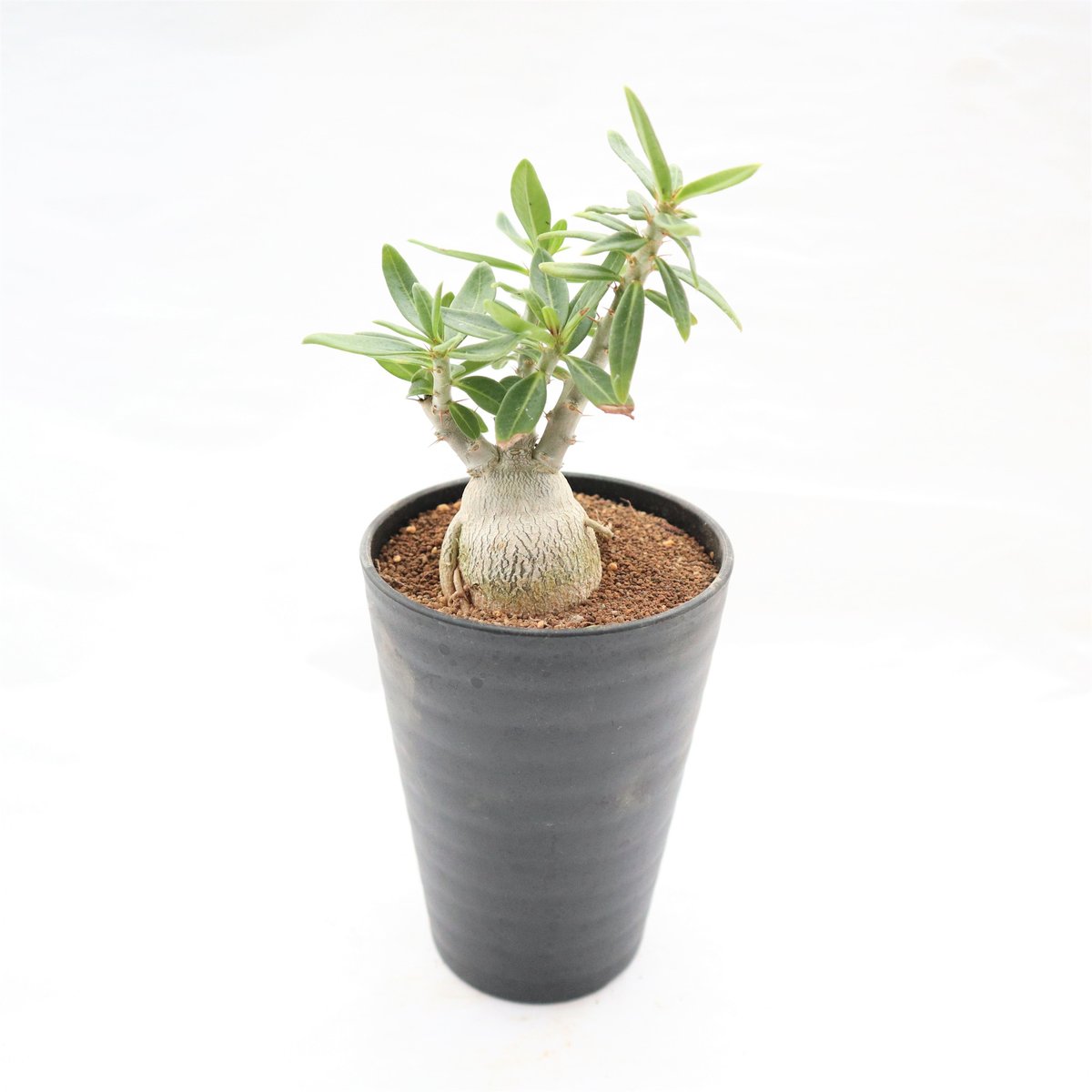 パキポディウム ビスピノーサム 国内実生 | mana's farm:塊根