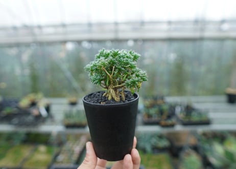 トリコディアデマ ステラツム　Trichodiadema stellatum  No.2