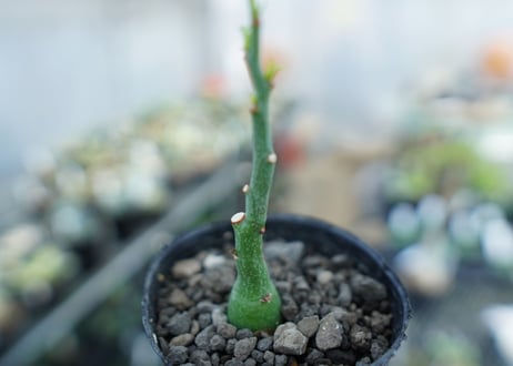アデニア　グラウカ　Adenia Glauca　No.4