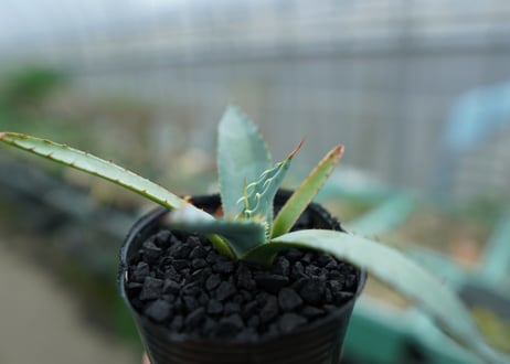 アガベ　屈原の舞扇 Agave 'Kutsugen no Maiougi'   No.2
