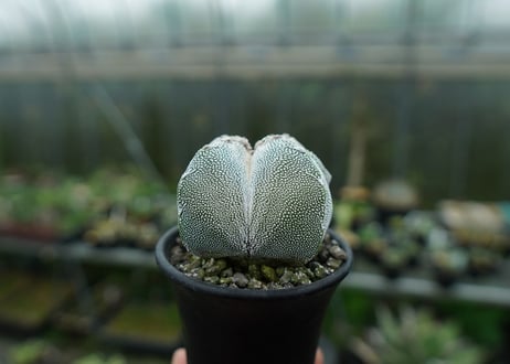 恩塚鸞鳳玉　Astrophytum myriostigma cv.