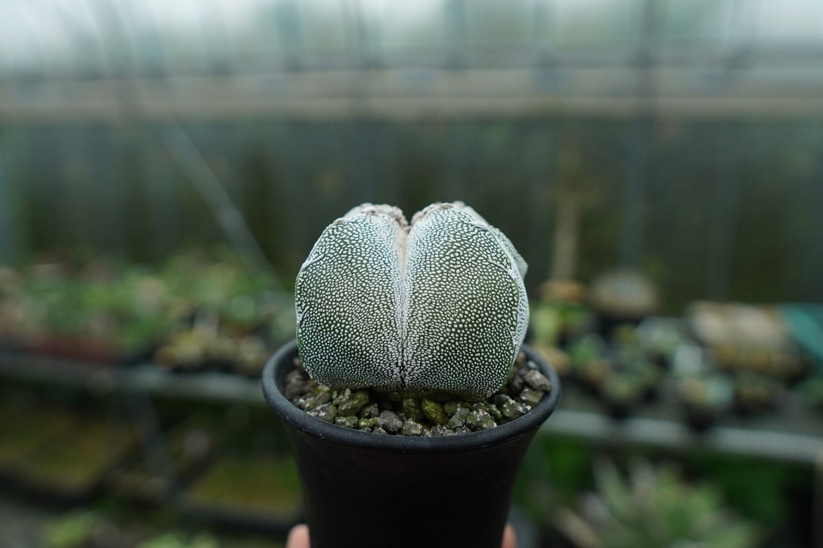 恩塚鸞鳳玉 Astrophytum myriostigma cv. | mana's farm