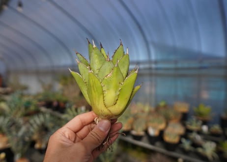 ×agave titanota 剣竜　No.7