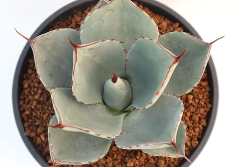 アガベ　パリー　トランカータ　Agave parryi truncata huntington