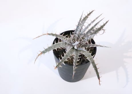 ディッキア　dericata G F1 　×　HH