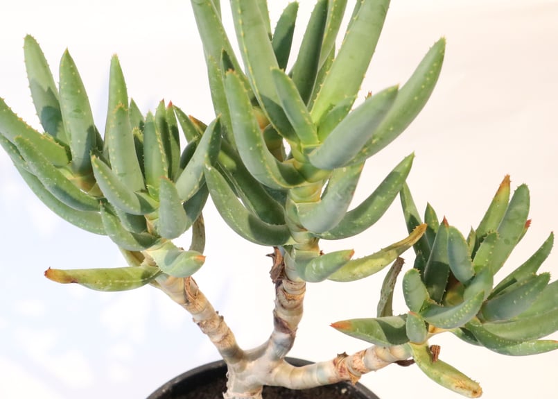 アロエ ラモシシマ | mana's farm:塊根植物・アガベ・ドライガーデン