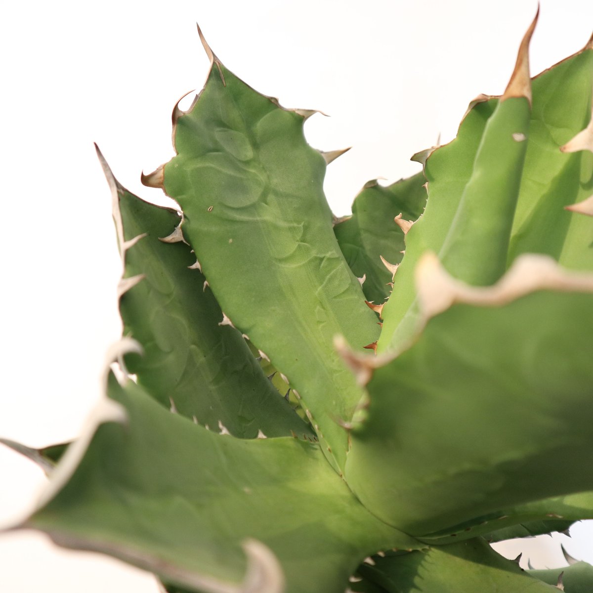 アガベ チタノタ シエラミクスティカ no.7 | mana's farm:塊根