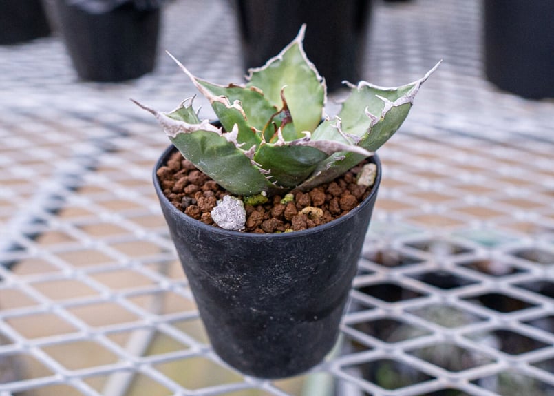 アガベ チタノタ 台湾実生 | mana's farm:塊根植物・アガベ・ドライ