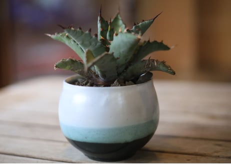アガベ　ハイブリット　（チタノタ×マルガリータ）　Agave hybrid (titanota x margaritae)