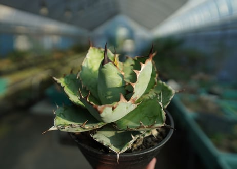 アガベ　チタノタ　 ブラックアンドブルー 　Agave titanota black and blue　No.1