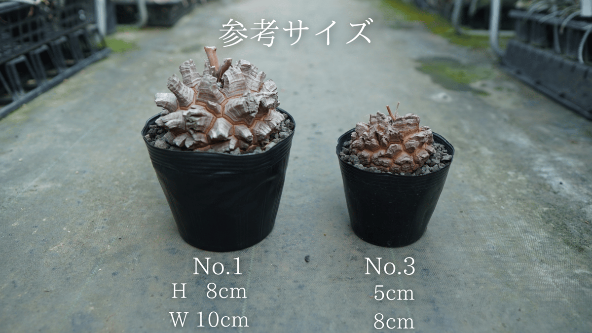 長谷川園芸産】亀甲竜 Dioscorea elephantipes No.5 | mana' 長谷川園芸産】亀甲竜 Dioscorea elephantipes No.5 | mana'