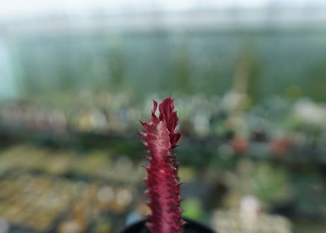 ユーフォルビア　トリゴナ　Euphorbia trigona