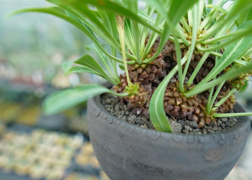 ユーフォルビア 鉄甲丸 3株セット バラ売り可 isla del pescado - Euphorbia bupleurifolia-鉄甲丸