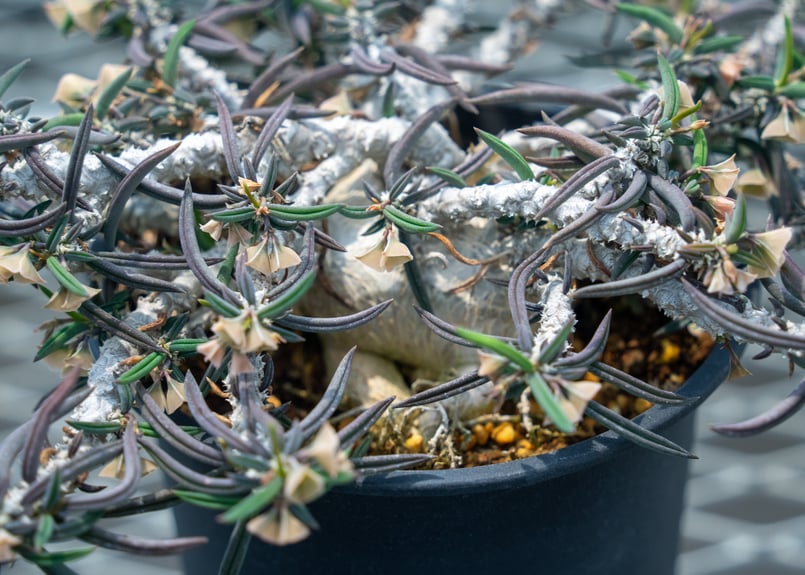 ユーフォルビア キリンドリフォリア トゥベリフェラ | mana's farm