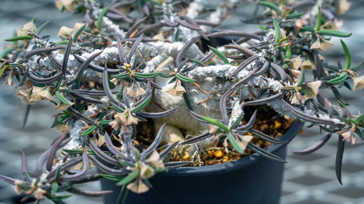 ユーフォルビア キリンドリフォリア トゥベリフェラ | mana's farm