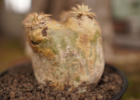 パキポディウム　エブレネウム　Pachypodium eburneum