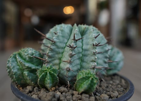 ユーフォルビア　ホリダ　Euphorbia horrida