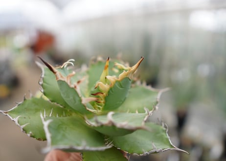 Agave titanota FO-76  G NO.1