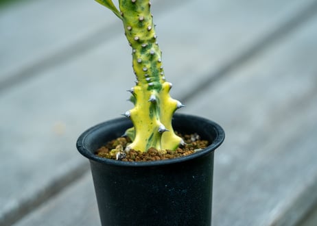 ユーフォルビア　キリン角錦