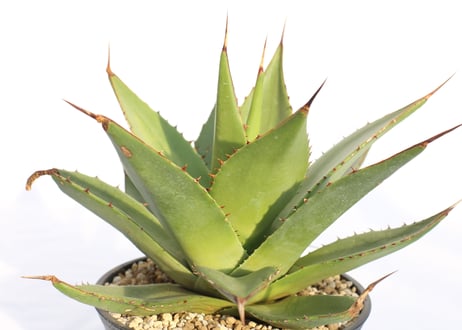 Agave shawii アガベシャウイー