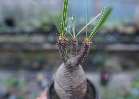 【発根管理中】パキポディウム　グラキリス　 Pachypodium Gracilius  No.5