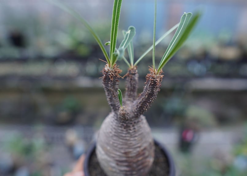 発根管理中】パキポディウム グラキリス Pachypodium Gracilius No
