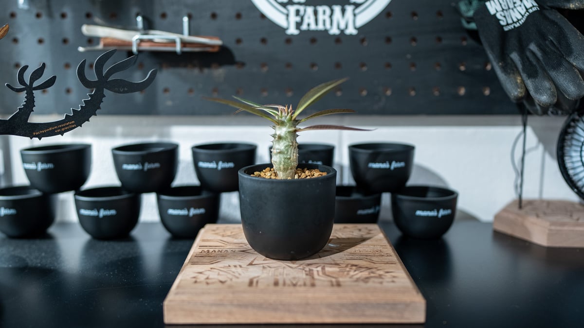 パキポディウム バロニー packypodium baronii 国内実生 大株 パキポディウム バロニー実生株025 Pachypodium baronii | Sunny