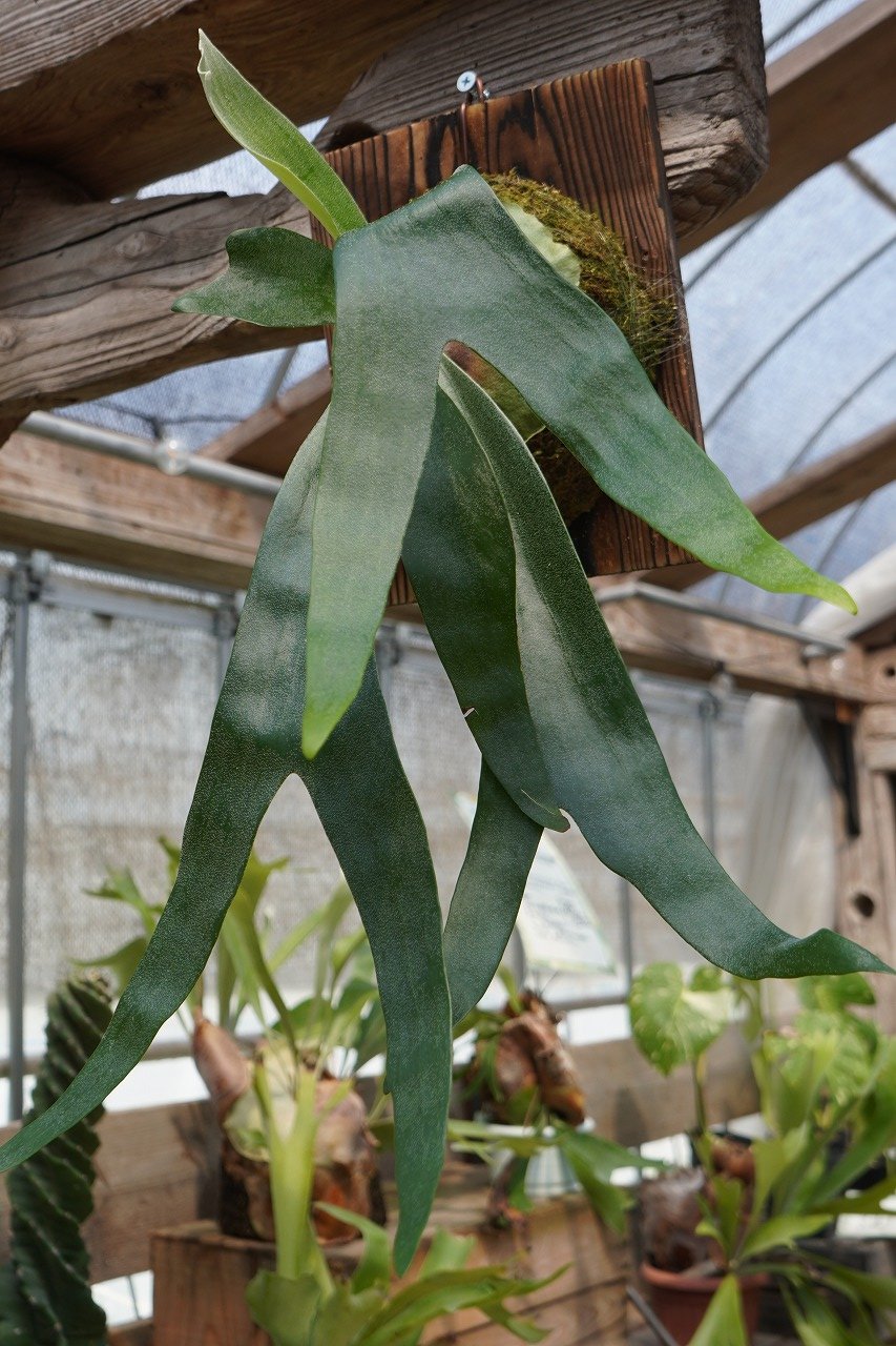 ビカクシダ P. Foongsiqi (TC) | mana's farm:塊根植物・アガベ