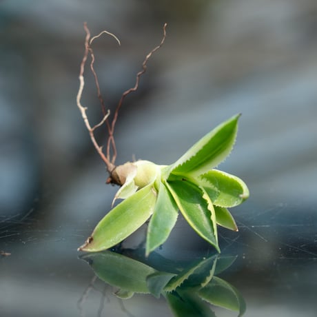 直径約30センチオーバーの大株です。吉祥冠錦 吉祥冠錦 | STORES