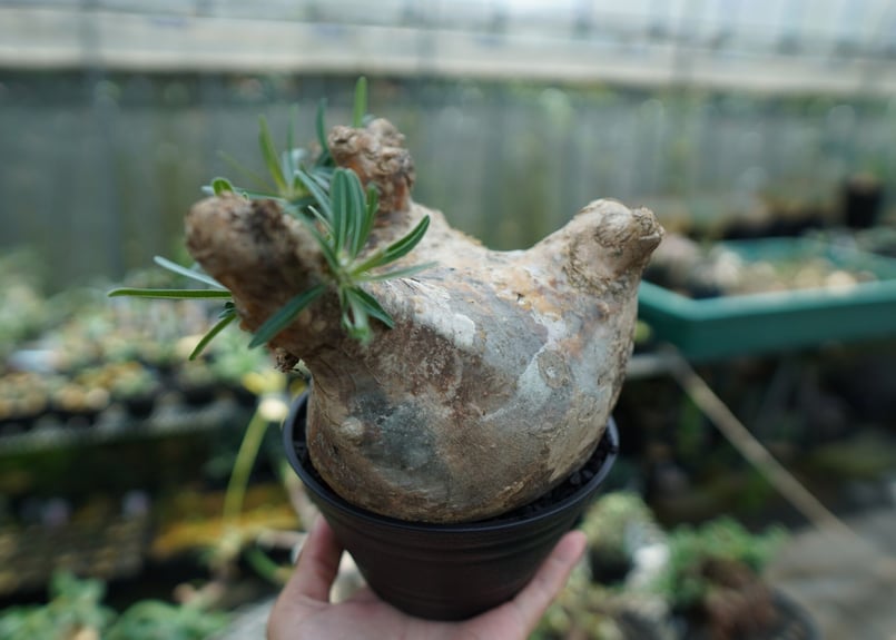 パキポディウム グラキリス Pachypodium gracilius ③ パキポディウム グラキリス 3頭 | GREEN LUCK