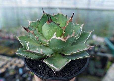 アガベ　チタノタ　FO-76　agave titanota  FO-76 No.1