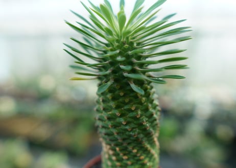 ユーフォルビア　ソテツキリン "パイナップルコーン"　Euphorbia sotetsukirin  No.2