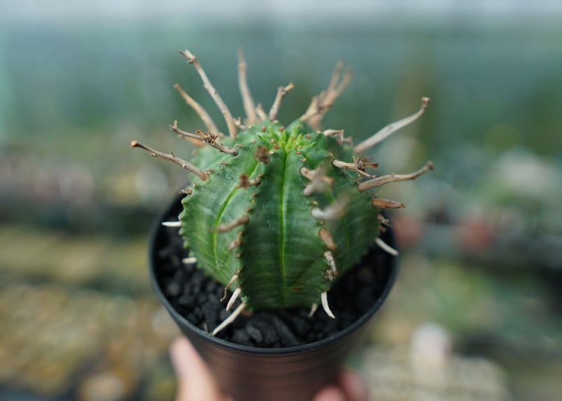 ユーフォルビア スーパーバリダ ユーフォルビア スーパーバリダ Euphorbia super valida | mana's