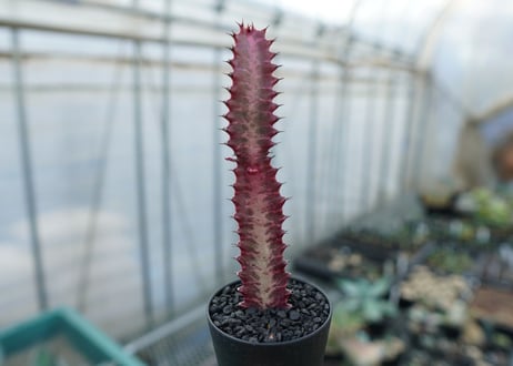 ユーフォルビア　紅彩雲閣　Euphorbia trigona f. rubra