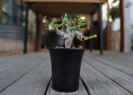 センナ　メリディオナリス　Senna meridionalis　No.1