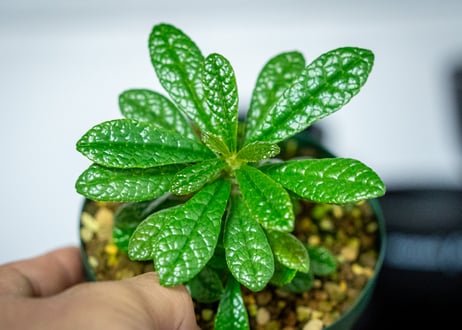 ドルステニア　ギガス　Dorstenia gigas